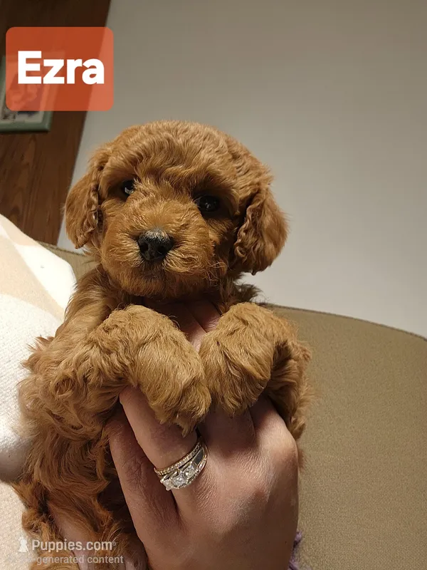 Ezra – Poodle - Miniature  puppy for sale in Southfield, MI
