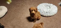 Ezra, a male Poodle - Miniature  for sale in Southfield, MI – Photo 2 of 2