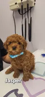 JASPER, a male Poodle - Miniature  for sale in Southfield, MI – 3 of 6