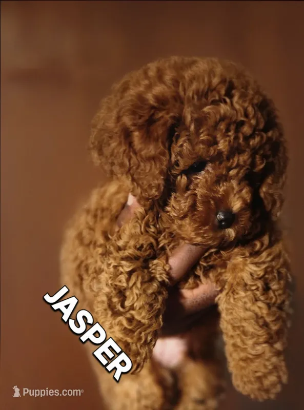 JASPER – Poodle - Miniature  puppy for sale in Southfield, MI