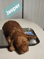 JASPER, a male Poodle - Miniature  for sale in Southfield, MI – 6 of 6