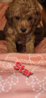 Star, a female Poodle - Miniature  for sale in Southfield, MI – 2 of 4