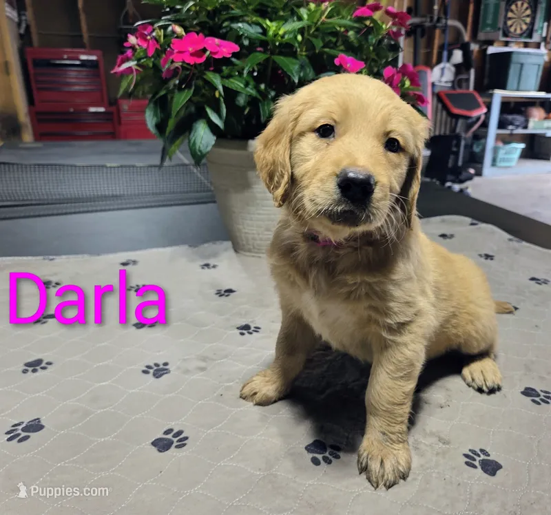 Darla – Golden Retriever puppy for sale in Crystal, MN