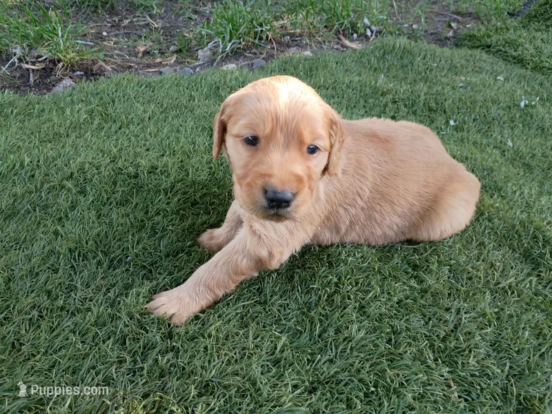 Duke – Golden Retriever puppy for sale in Crystal, MN
