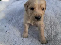Darla, a female Golden Retriever for sale in Crystal, MN – 5 of 5