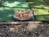 Theo, a male Golden Retriever for sale in Crystal, MN – 7 of 8