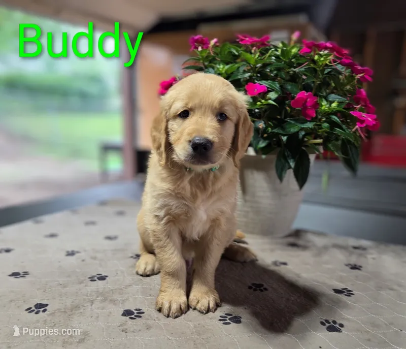 Buddy – Golden Retriever puppy for sale in Crystal, MN