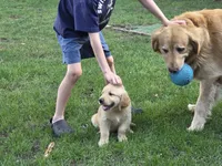 Buddy, a male Golden Retriever for sale in Crystal, MN – 1 of 2