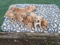 Marley, a female Golden Retriever for sale in Crystal, MN – 3 of 5
