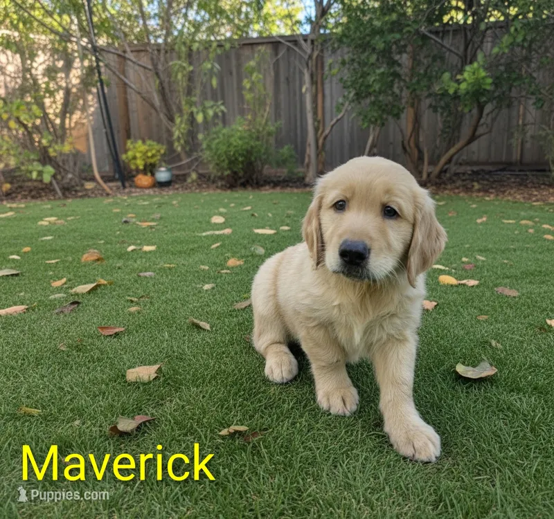 Maverick – Golden Retriever puppy for sale in Crystal, MN