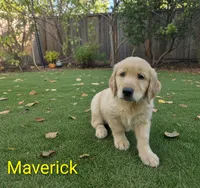 Maverick, a male Golden Retriever for sale in Crystal, MN – 1 of 1
