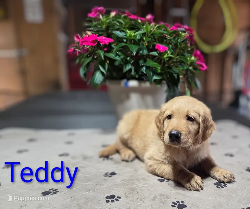Teddy – Golden Retriever puppy for sale in Crystal, MN