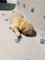 Maverick, a male Golden Retriever for sale in Crystal, MN – 2 of 6