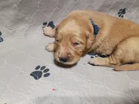 Theo, a male Golden Retriever for sale in Crystal, MN – 2 of 4