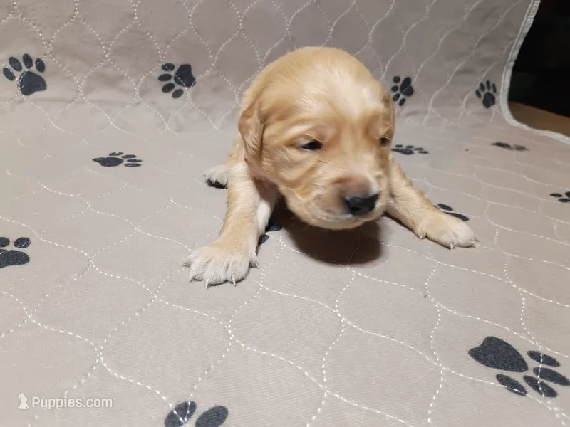 Darla – Golden Retriever puppy for sale in Crystal, MN