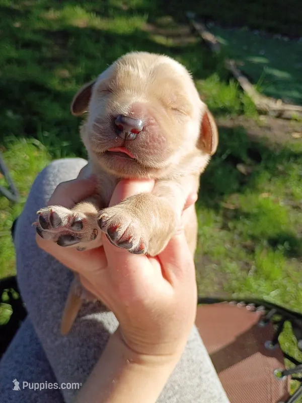 Marley – Golden Retriever puppy for sale in Crystal, MN