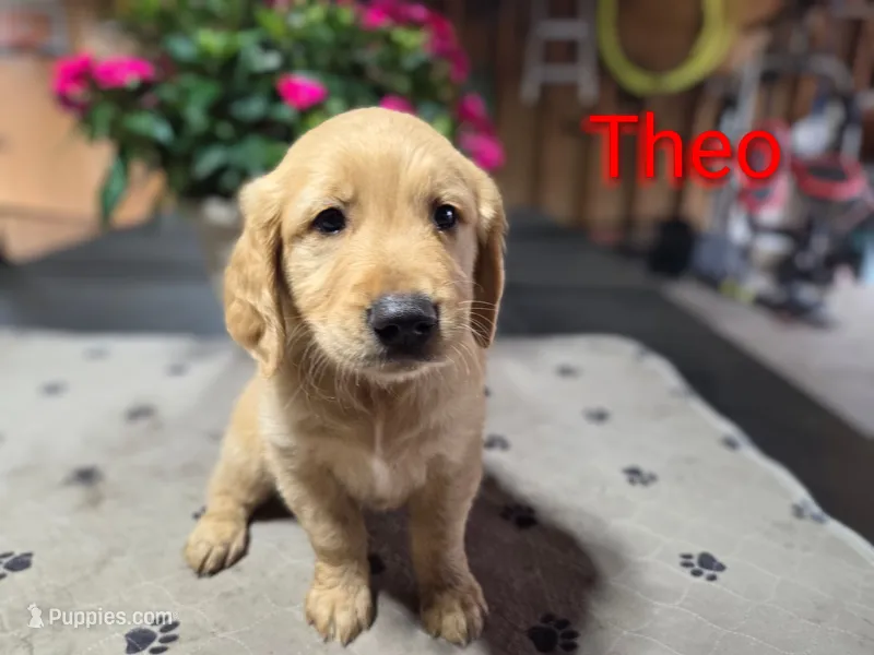 Theo – Golden Retriever puppy for sale in Crystal, MN