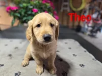 Theo, a male Golden Retriever for sale in Crystal, MN – 1 of 8