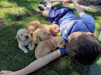 Theo, a male Golden Retriever for sale in Crystal, MN – 6 of 8