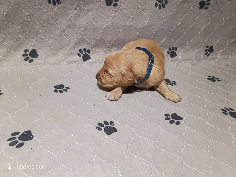 Theo – Golden Retriever puppy for sale in Crystal, MN
