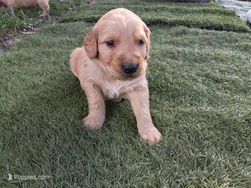 Theo – Golden Retriever puppy for sale in Crystal, MN