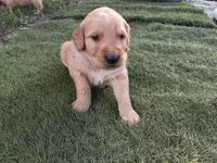 Theo, a male Golden Retriever for sale in Crystal, MN – 2 of 8