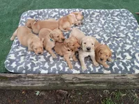 Charlie, a male Golden Retriever for sale in Crystal, MN – 5 of 5