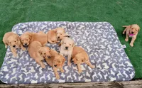 Teddy, a male Golden Retriever for sale in Crystal, MN – 5 of 5