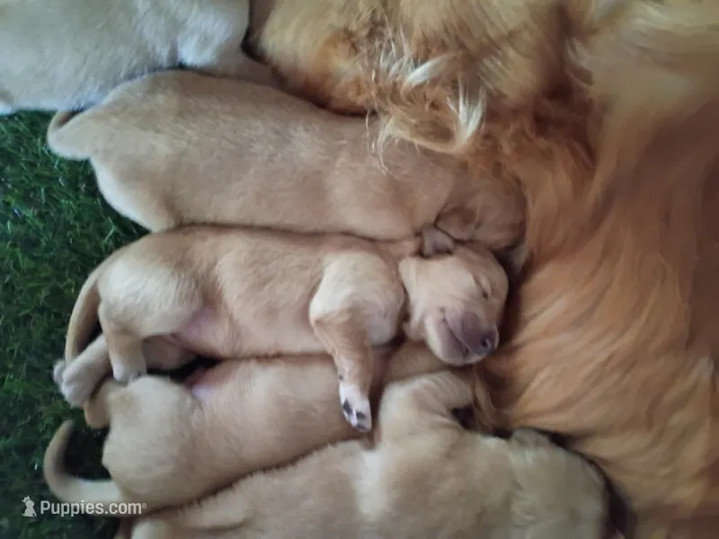 Marley – Golden Retriever puppy for sale in Crystal, MN