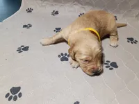 Maverick, a male Golden Retriever for sale in Crystal, MN – 3 of 6