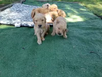 Teddy, a male Golden Retriever for sale in Crystal, MN – 4 of 5