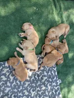 Maverick, a male Golden Retriever for sale in Crystal, MN – 6 of 6