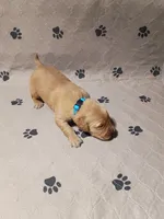 Buddy, a male Golden Retriever for sale in Crystal, MN – 3 of 4