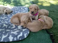 Marley, a female Golden Retriever for sale in Crystal, MN – 4 of 5