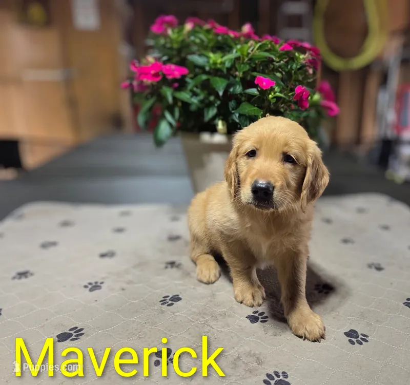 Maverick – Golden Retriever puppy for sale in Crystal, MN