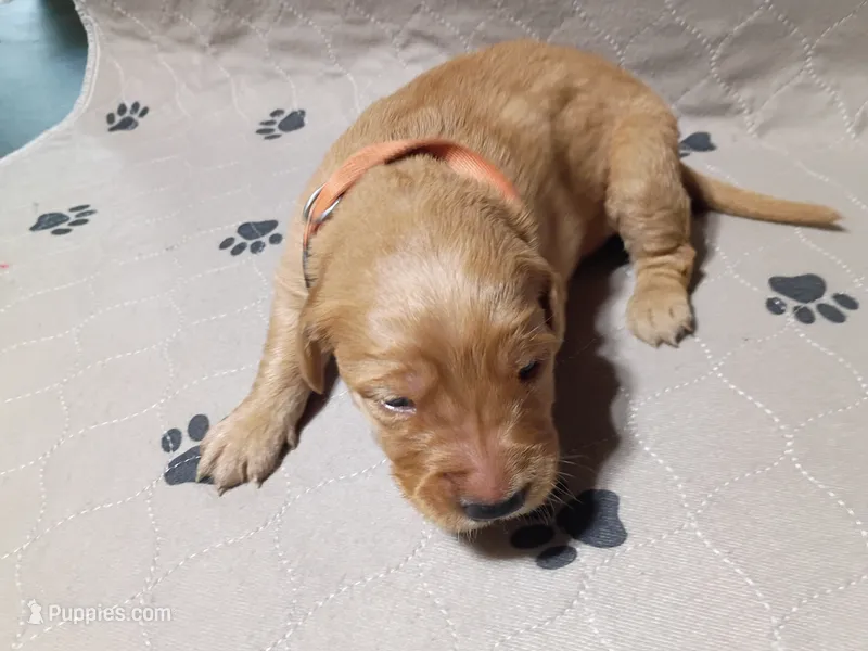 Duke – Golden Retriever puppy for sale in Crystal, MN