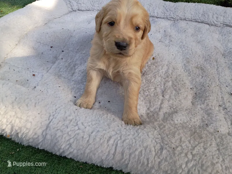 Darla – Golden Retriever puppy for sale in Crystal, MN