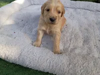 Darla, a female Golden Retriever for sale in Crystal, MN – 3 of 5