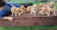Theo, a male Golden Retriever for sale in Crystal, MN – 8 of 8