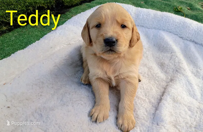 Teddy – Golden Retriever puppy for sale in Crystal, MN