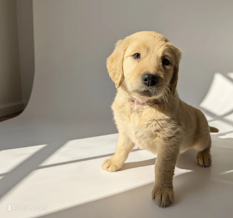 Darla – Golden Retriever puppy for sale in Crystal, MN