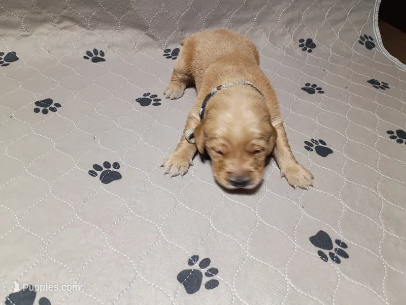 Teddy – Golden Retriever puppy for sale in Crystal, MN