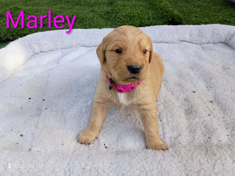 Marley – Golden Retriever puppy for sale in Crystal, MN