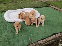 Marley, a female Golden Retriever for sale in Crystal, MN – 5 of 5