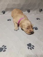 Darla, a female Golden Retriever for sale in Crystal, MN – 4 of 4