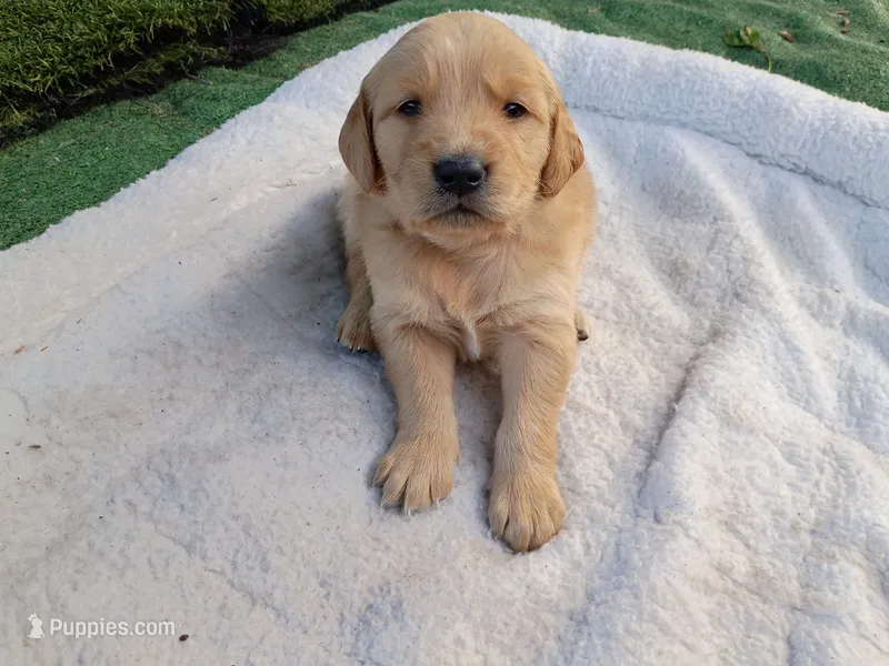 Buddy – Golden Retriever puppy for sale in Crystal, MN