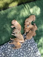 Maverick, a male Golden Retriever for sale in Crystal, MN – 5 of 6
