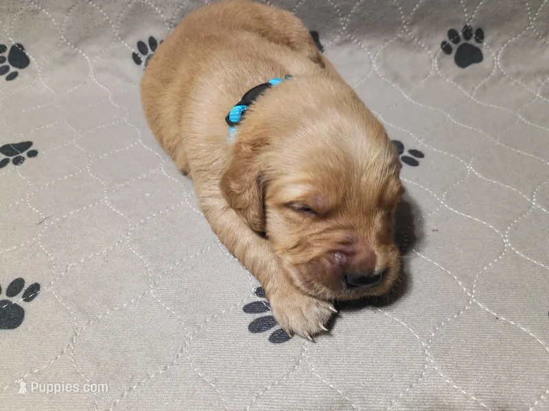 Buddy – Golden Retriever puppy for sale in Crystal, MN
