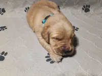 Buddy, a male Golden Retriever for sale in Crystal, MN – 1 of 4