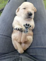 Theo, a male Golden Retriever for sale in Crystal, MN – 5 of 8